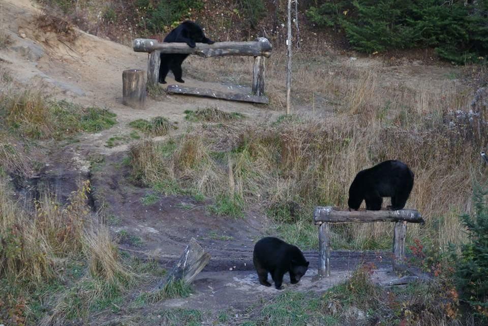 Gite Au Vieux Pommier Tadoussac Bagian luar foto
